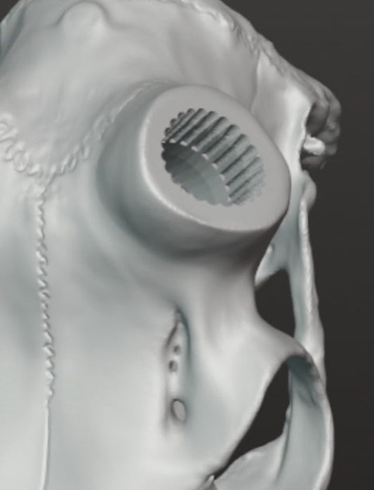 New elk European mount