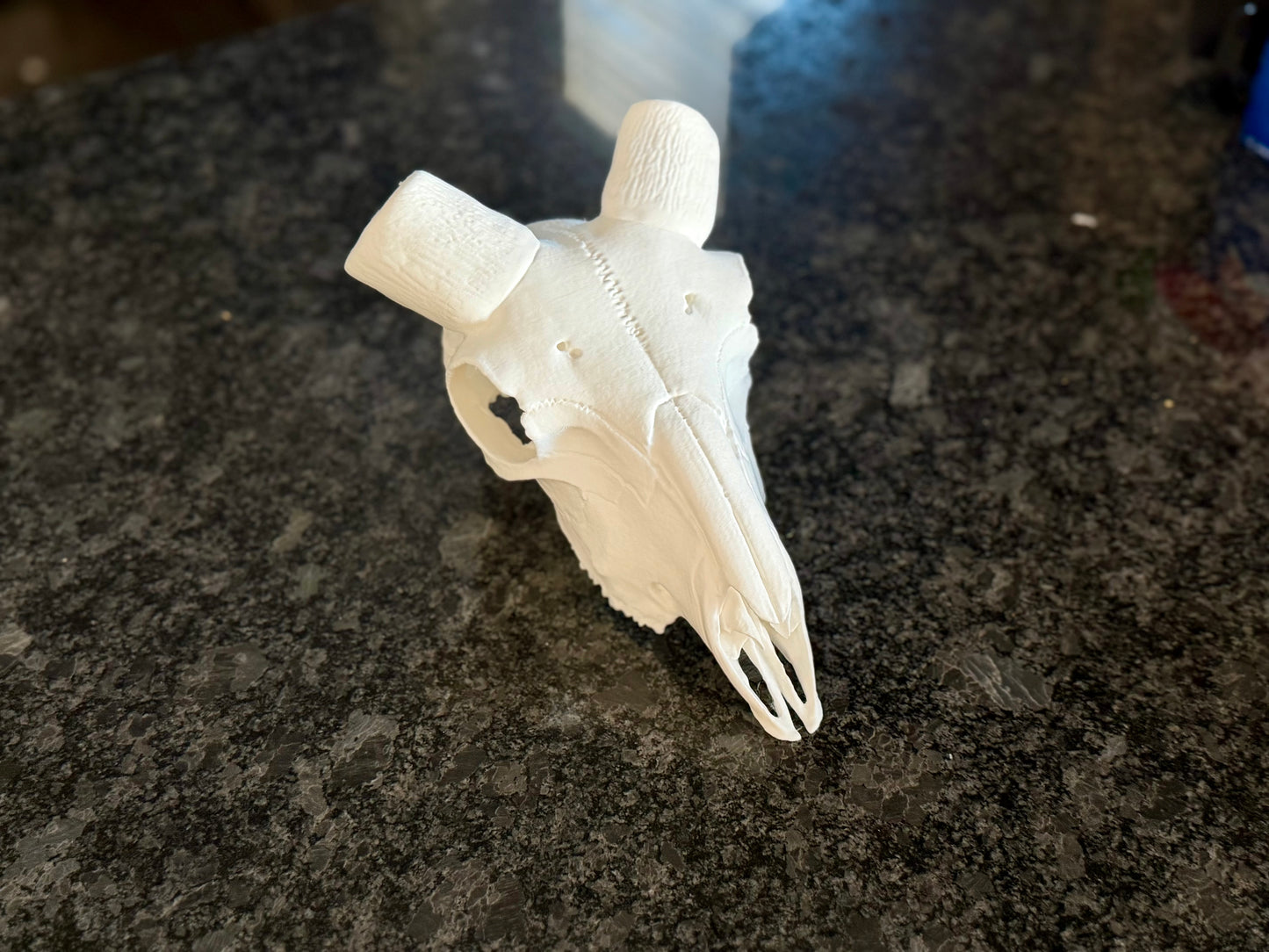 Ram European mount skull
