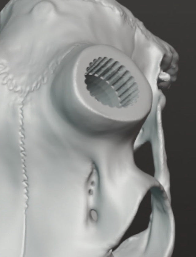 New elk European mount