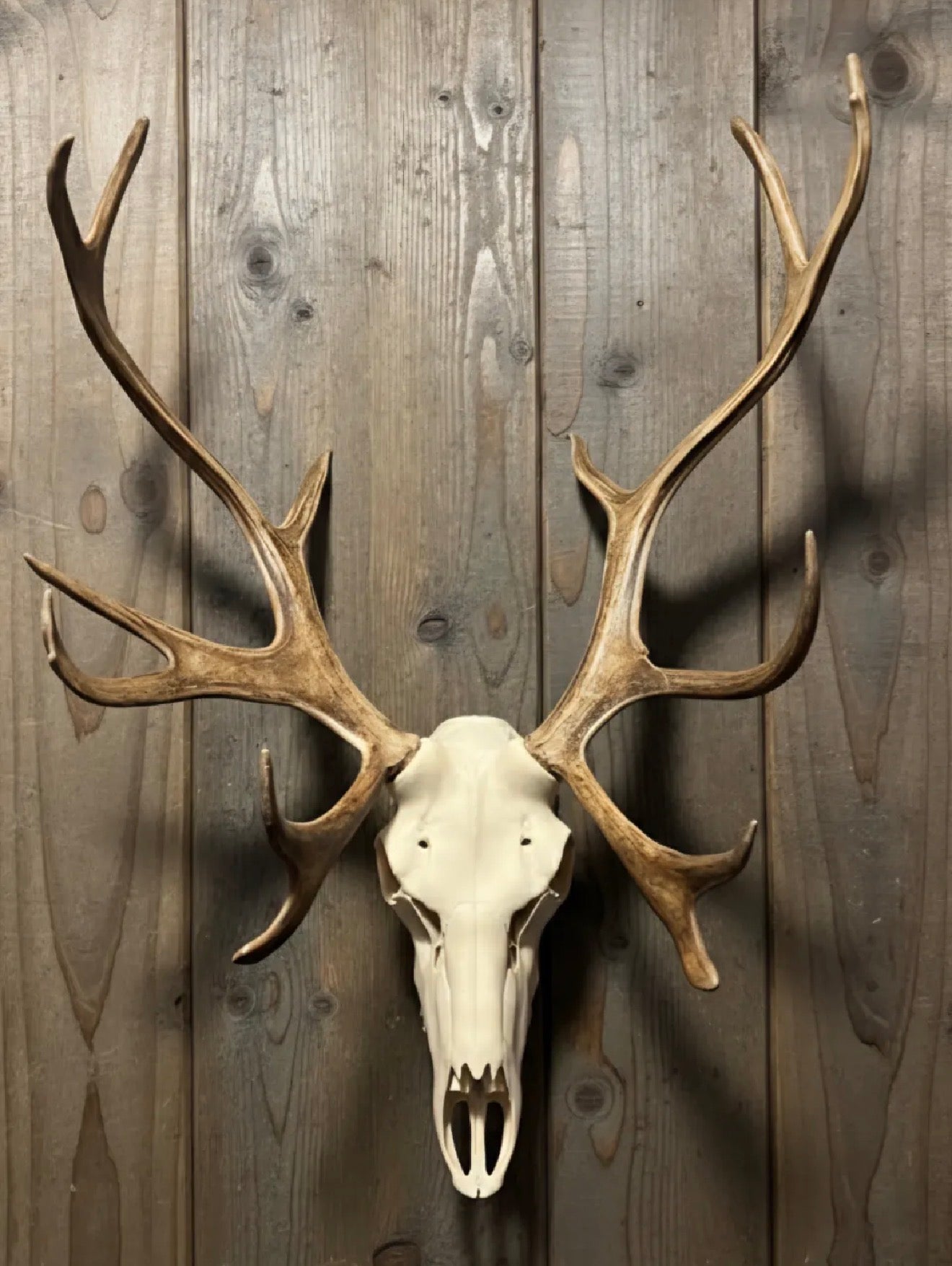 Caribou skull