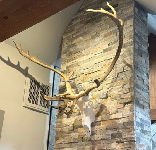 Caribou skull