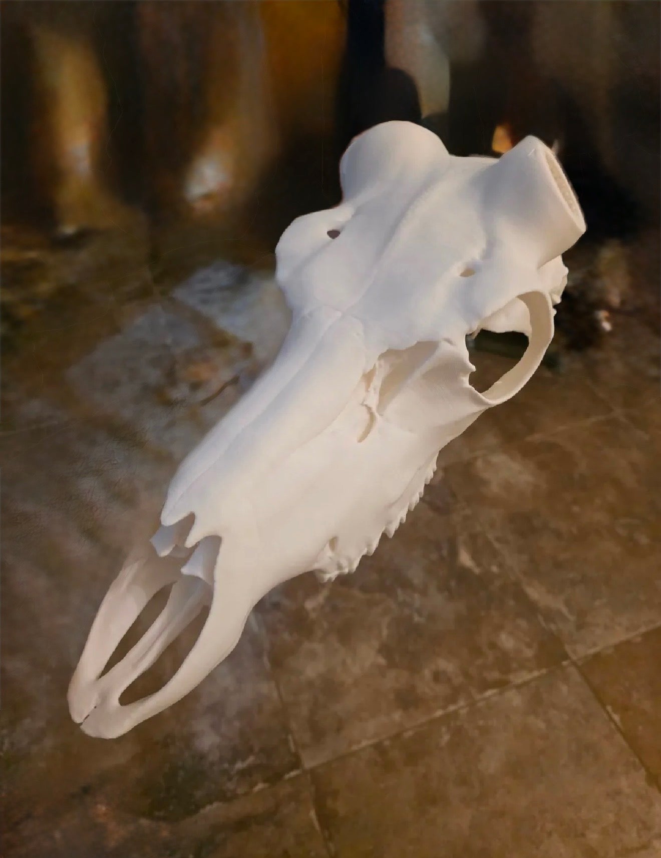 Caribou skull