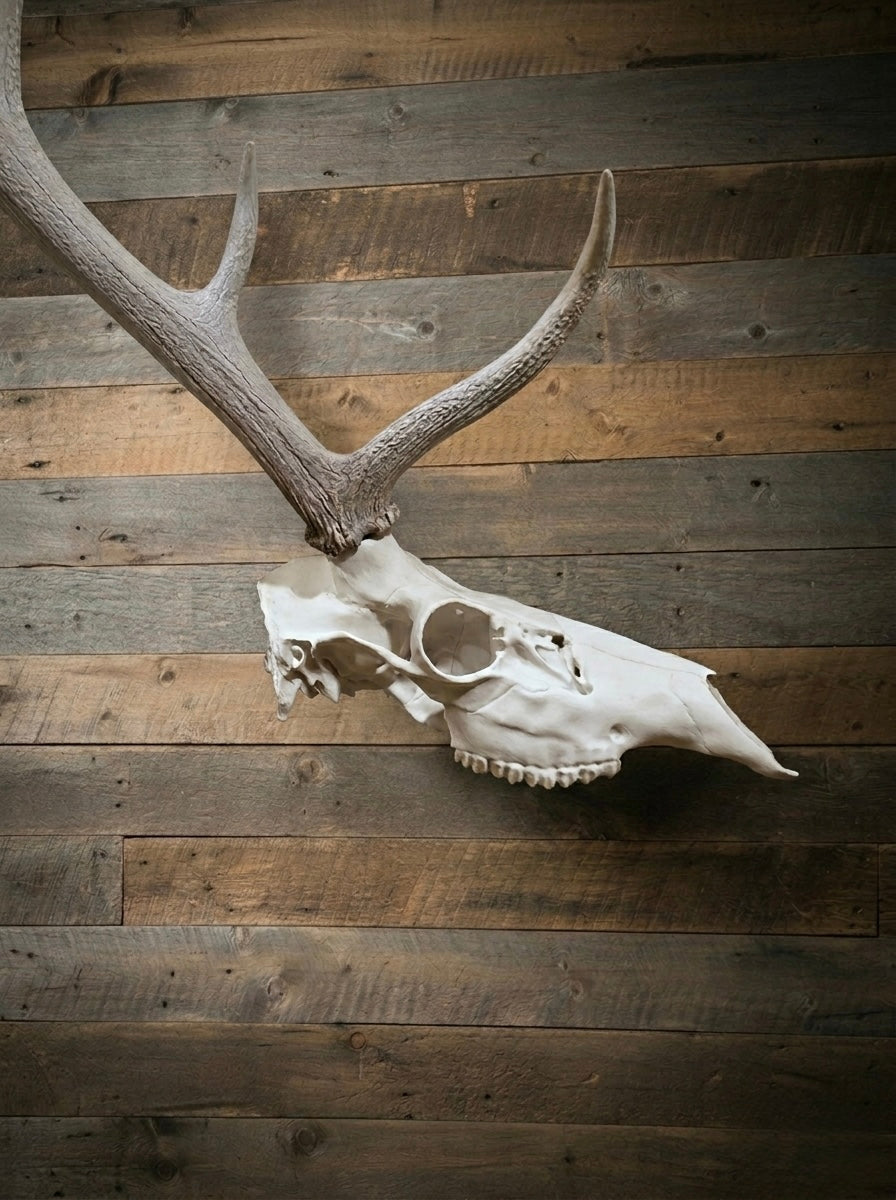 Half skull euro Elk mount