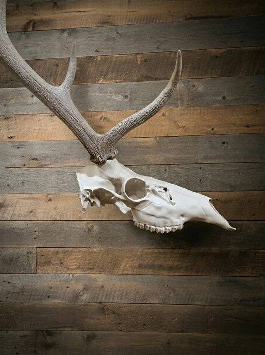 Half skull euro Elk mount