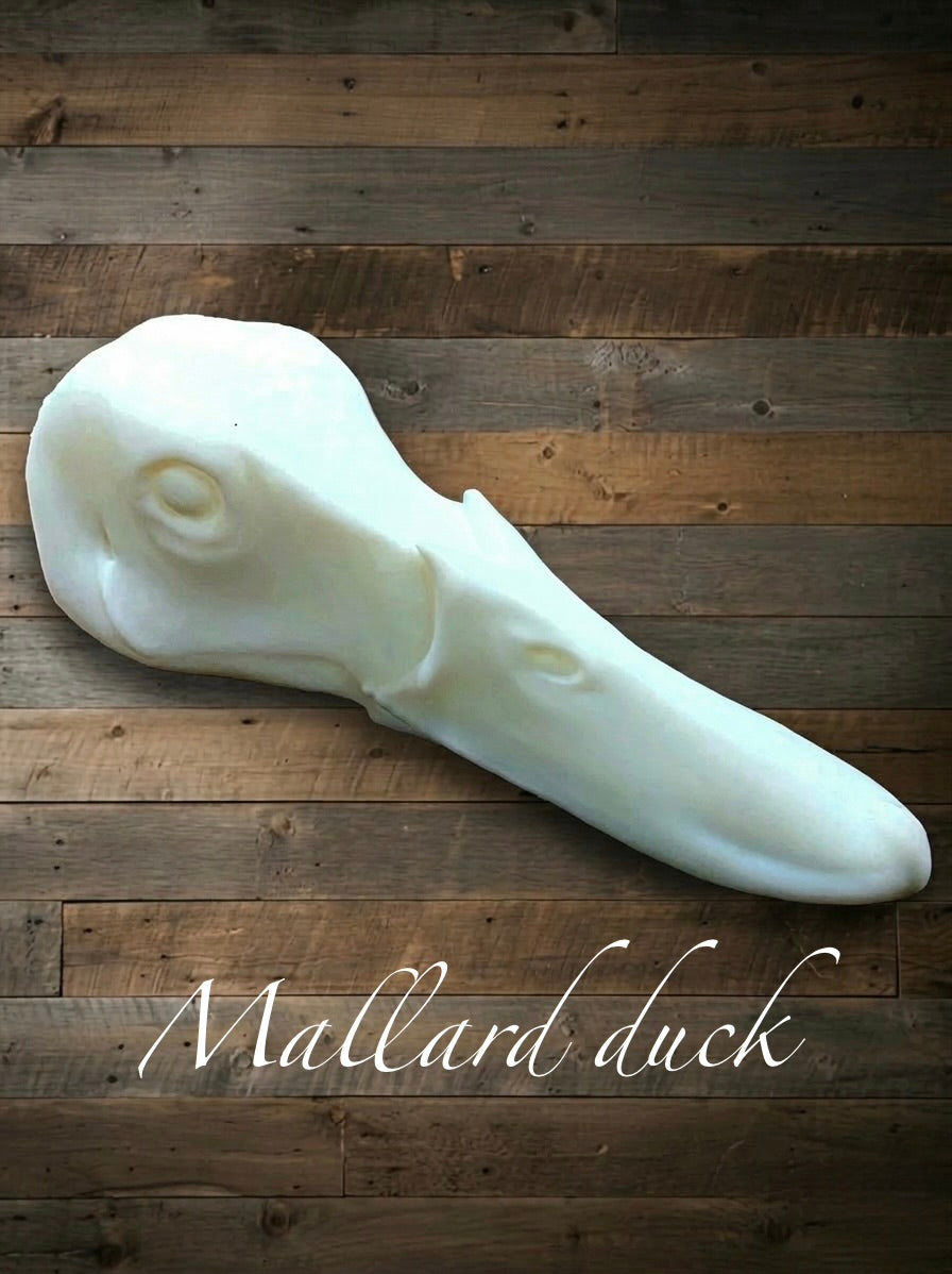 Mallard duck heads
