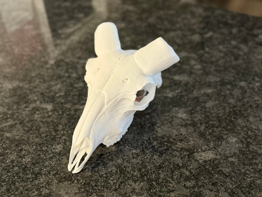 Ram European mount skull