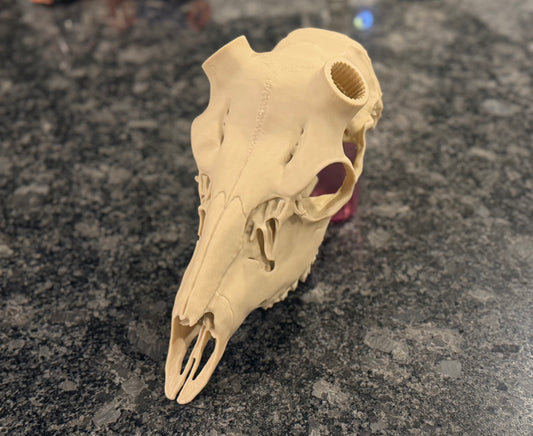 Blacktail skull