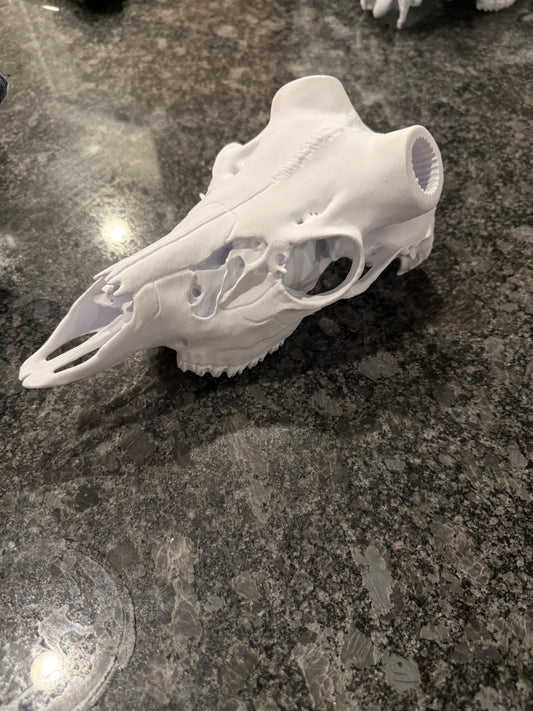 Coues Deer Skull